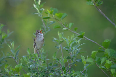 Close-up of bird perching on plant