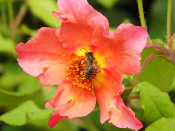 Close-up of insect on pink flower blooming outdoors