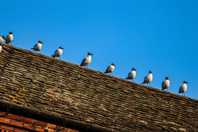 Low angle view of birds perching on roof against clear blue sky