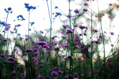 Close-up of purple flowering plants on field