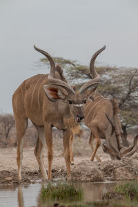 Deer standing on land against the sky