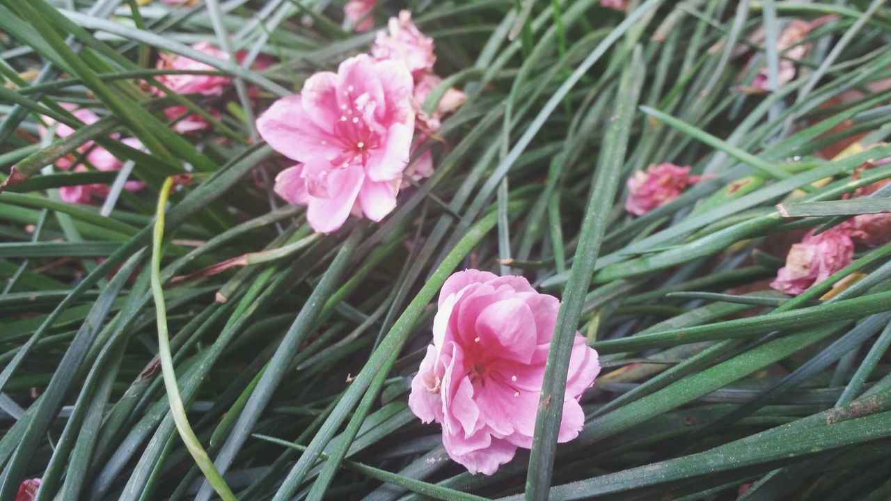 flower, pink color, nature, growth, beauty in nature, fragility, petal, plant, freshness, flower head, close-up, no people, blooming, outdoors, rhododendron, day