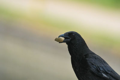 Close-up of bird perching on a rock