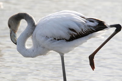 Close-up of bird in water