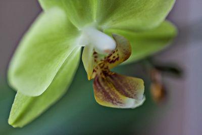 Close-up of flower