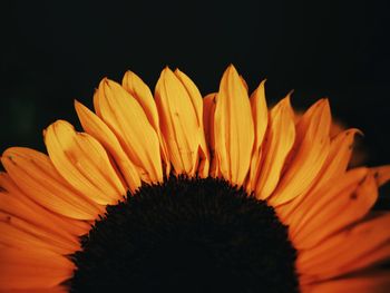 Close-up of orange flower against black background