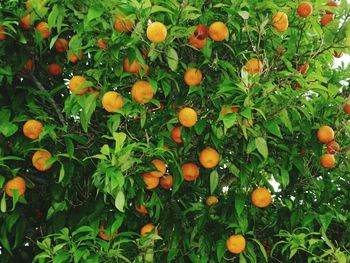 Close-up of fruits on tree