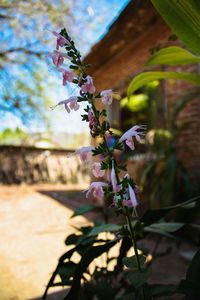 Close-up of fresh flower tree against sky