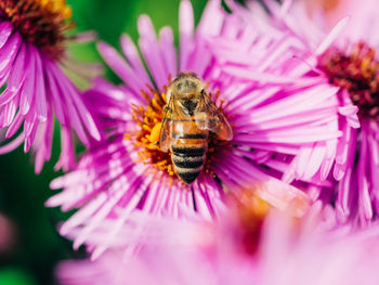 Close-up of bee pollinating on pink flower