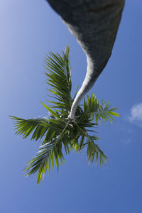 Low angle view of tree against clear blue sky