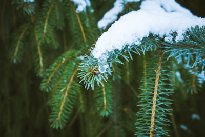 Close-up of frozen plant