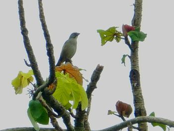 Low angle view of bird perching on tree against sky