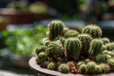 Close-up of plant