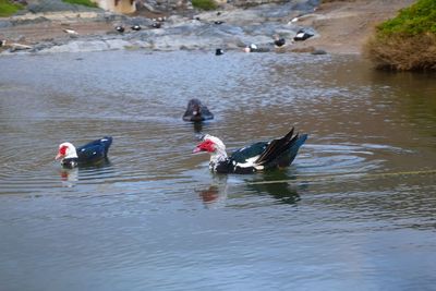 Ducks swimming in lake