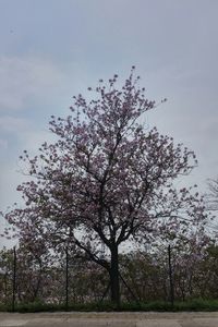 Low angle view of trees against sky