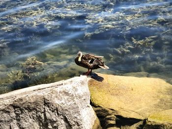 Bird perching on rock