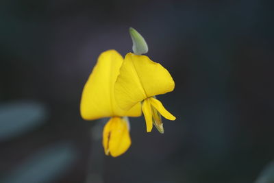 Close-up of yellow rose flower