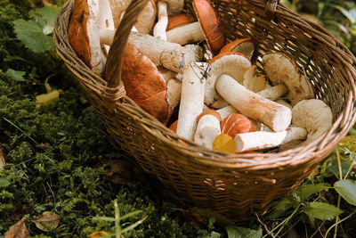 High angle view of mushrooms in basket