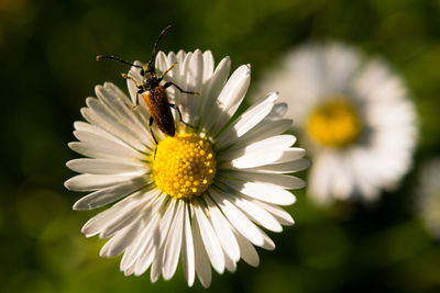 Close-up of insect on flower