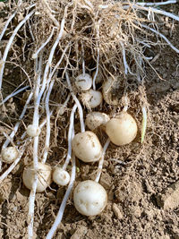 High angle view of nest on field