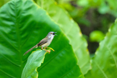 Close-up of bird perching on leaf