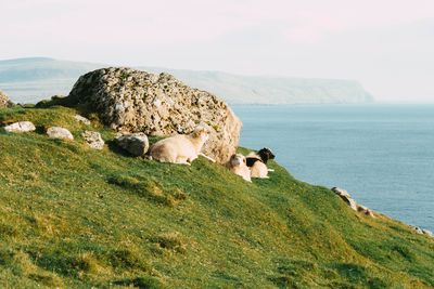 View of sheep on rock by sea against sky