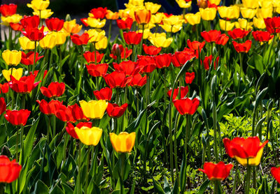 Close-up of red flowering plants on field