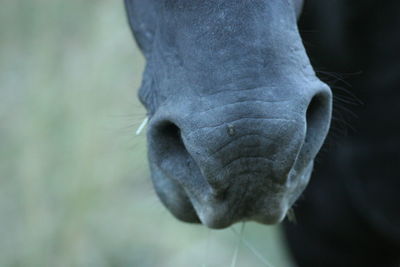 Close-up of an animal