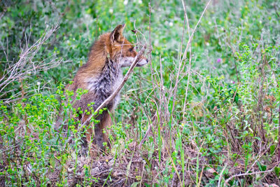 View of a fox on field