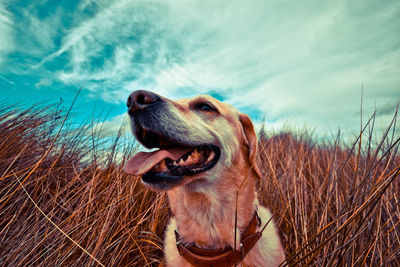 Close-up of dog by grass against sky