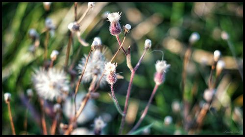 Close-up of flowers