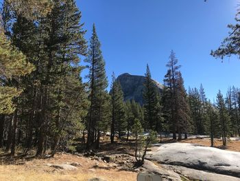 Pine trees in forest against clear sky