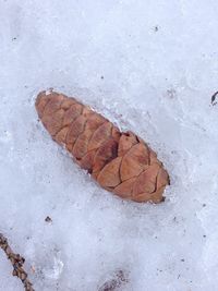 Close-up of autumn leaf