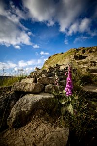 Rear view of a flower on a rock against sky