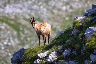 Wild chamois climbs rocks on the top of a mountain. wild animal in nature.