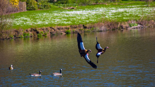 Swans swimming in lake