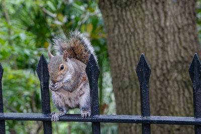 Close-up of squirrel on tree