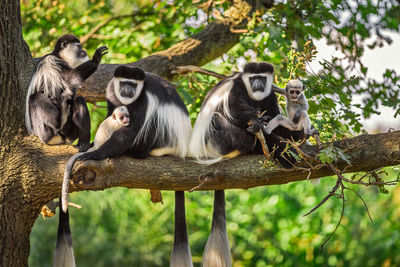 Monkey sitting on a tree