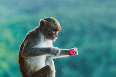 Monkey looking at flower while sitting outdoors