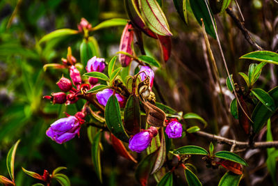 Close-up of insect on purple flowering plant