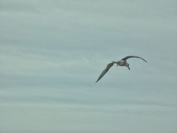 Low angle view of bird flying in sky