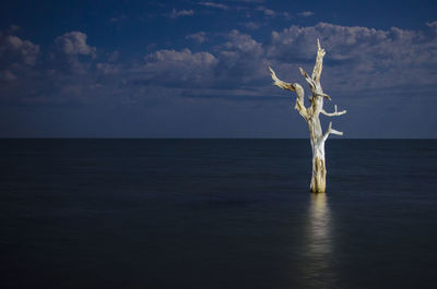 Death tree in water