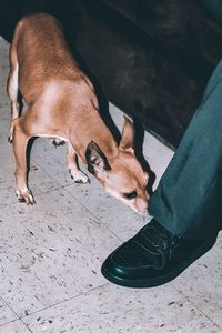 Low section of man with dog on floor