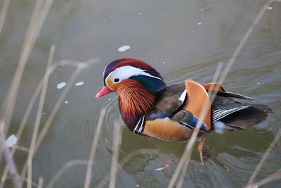 Close-up of duck swimming in lake