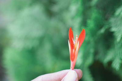 Close-up of hand holding red flower