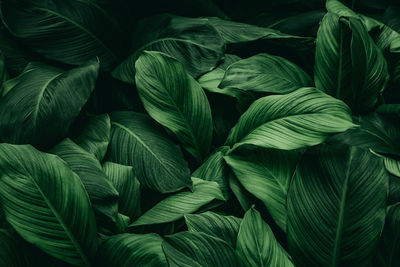 Full frame shot of leaves