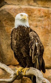 Close-up of eagle perching outdoors