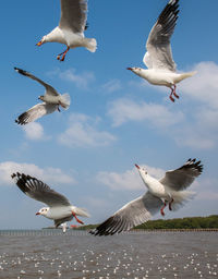 Seagulls flying on beautiful blue sky and cloud catching food in the air.