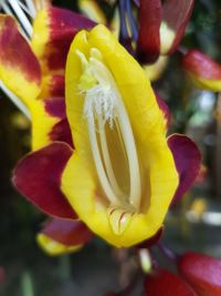 Close-up of yellow day lily blooming outdoors