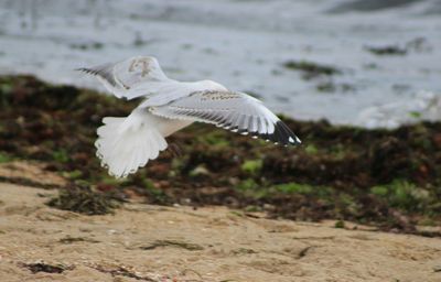 Close-up of white flower